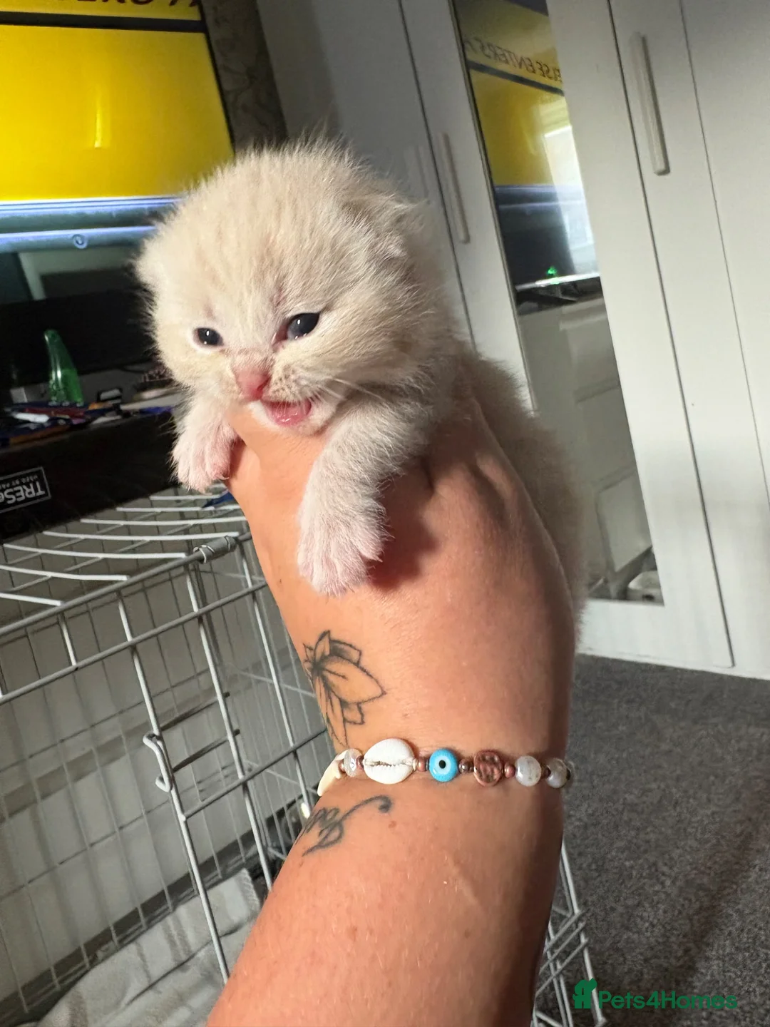British Shorthair cats for sale: BHS babies  - Advert 1