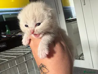 British Shorthair cats BHS babies - Advert 11