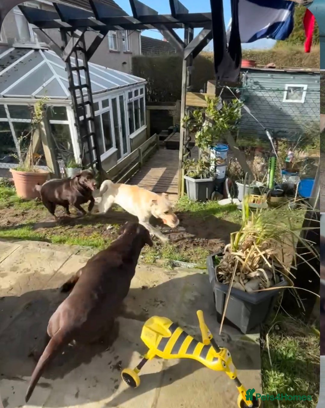 Labrador Retriever dogs for sale: 🌟 Fully vaccinated Chunky pedigree Labradors 🌟  - Advert 5