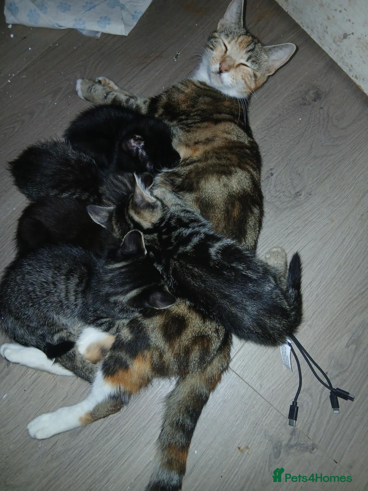 Mixed Breed cats 5 Beautiful kittens for sale - Advert 1