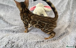 Bengal cats for sale: OUTSTANDING TICA reg BENGALKITTENS - Image 3