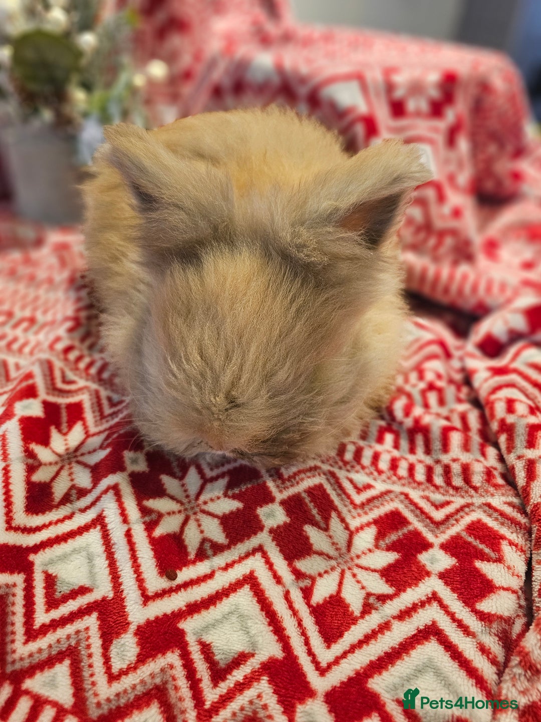 Angora rabbits for sale: Angora X - Advert 2