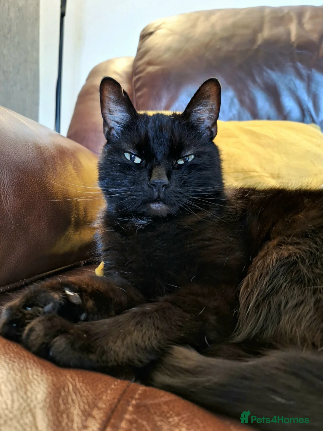 Domestic Shorthair cats for sale: Jaguar needs a new home - Advert 9