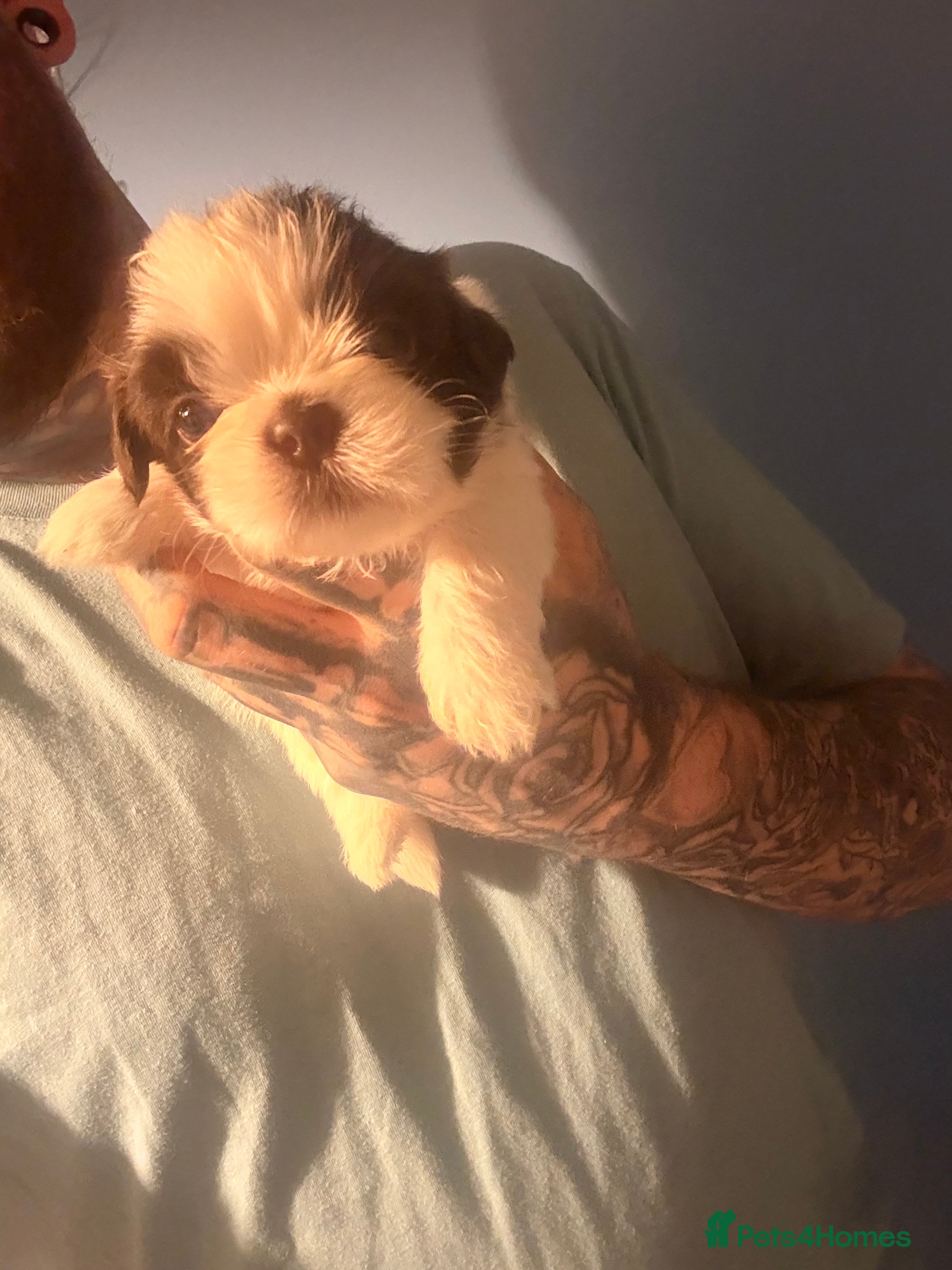 Shih Tzu dogs 2 beautiful shih-tzu boy pups left - Advert 4