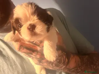 Shih Tzu dogs 2 beautiful shih-tzu boy pups left - Advert 12