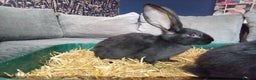 Continental Giant rabbits for sale: German Giants (continental giant rabbits) - Advert 2