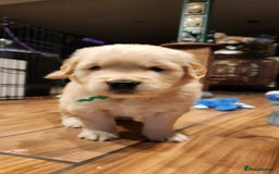 Golden Retriever dogs for sale: Lovable Kc Golden Retriever Puppies Available Now - Image 7