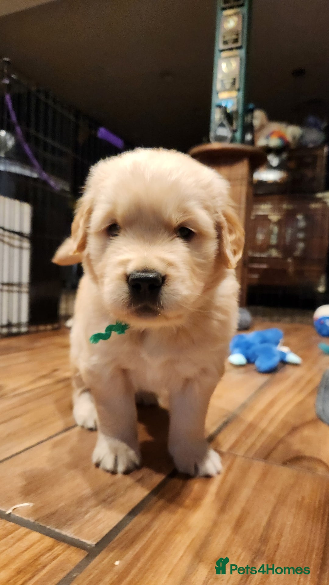 Golden Retriever dogs for sale: Lovable Kc Golden Retriever Puppies Available Now - Image 7