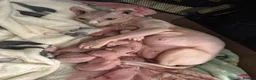 Sphynx cats for sale: Elf Sphynx kittenss - Advert 5