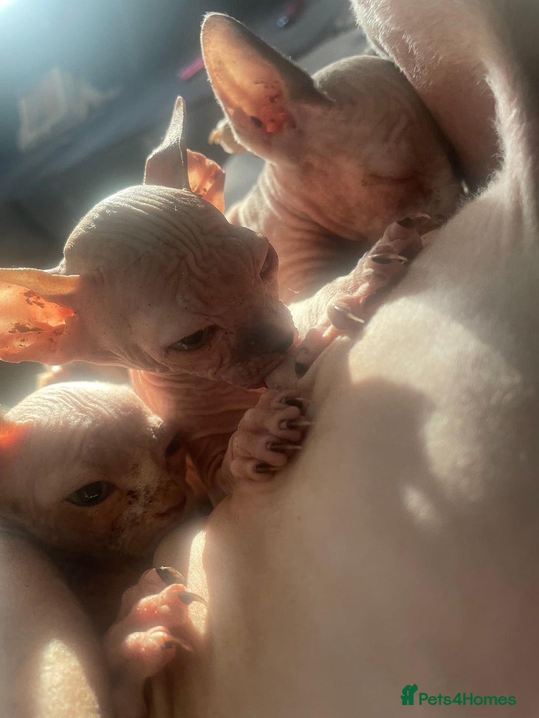 Sphynx cats for sale: Beautiful Canadian Sphynx kittens - Image 6