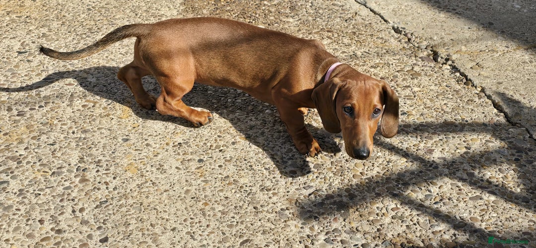 Dachshund dogs for sale: "READY GO STUNING 5 STANDARD DACHSHUND PUPPIES  - Image 9