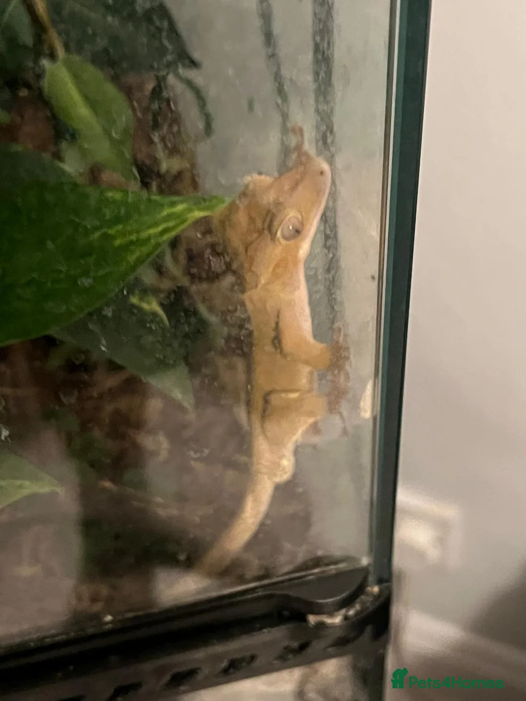 Gecko reptiles for sale: Creasted gecko  in Farnborough - Advert 2