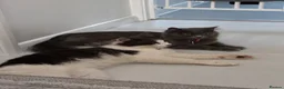 Norwegian Forest Cat cats for sale: Norwegian Forest Cat x Scottish Straight - Advert 4