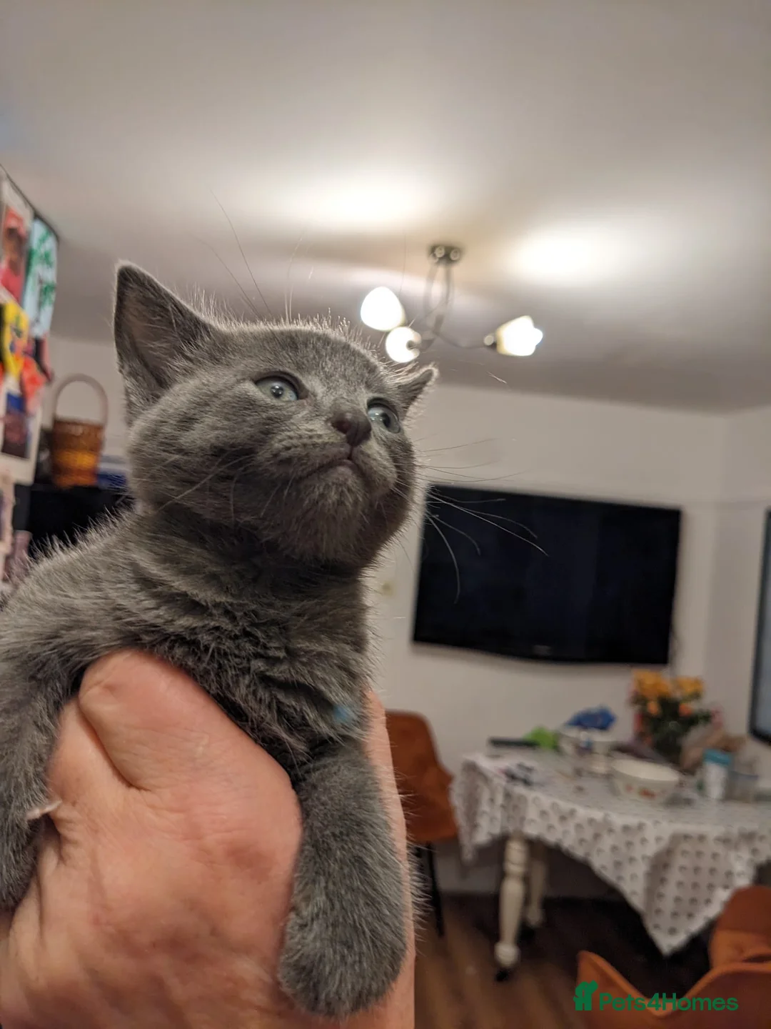 Mixed Breed cats for sale: 6 adorable mixed breed kittens  - Advert 1