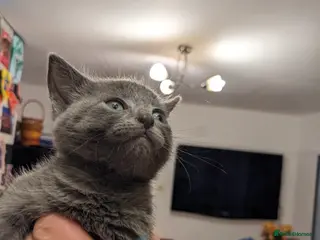 Mixed Breed cats 6 adorable mixed breed kittens - Advert 2