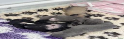 French Bulldog dogs for sale: French bull dog puppies  - Advert 8