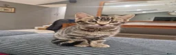 Mixed Breed cats for sale: Beautiful mixed Bengal kittens for sale   in London - Advert 10