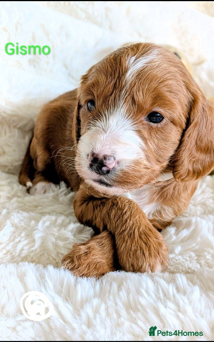 Cockapoo dogs F1B fully DNA checked Cockerpoo puppies .  - Advert 1