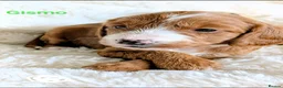 Cockapoo dogs for sale: F1B fully DNA checked Cockerpoo puppies .  - Advert 1