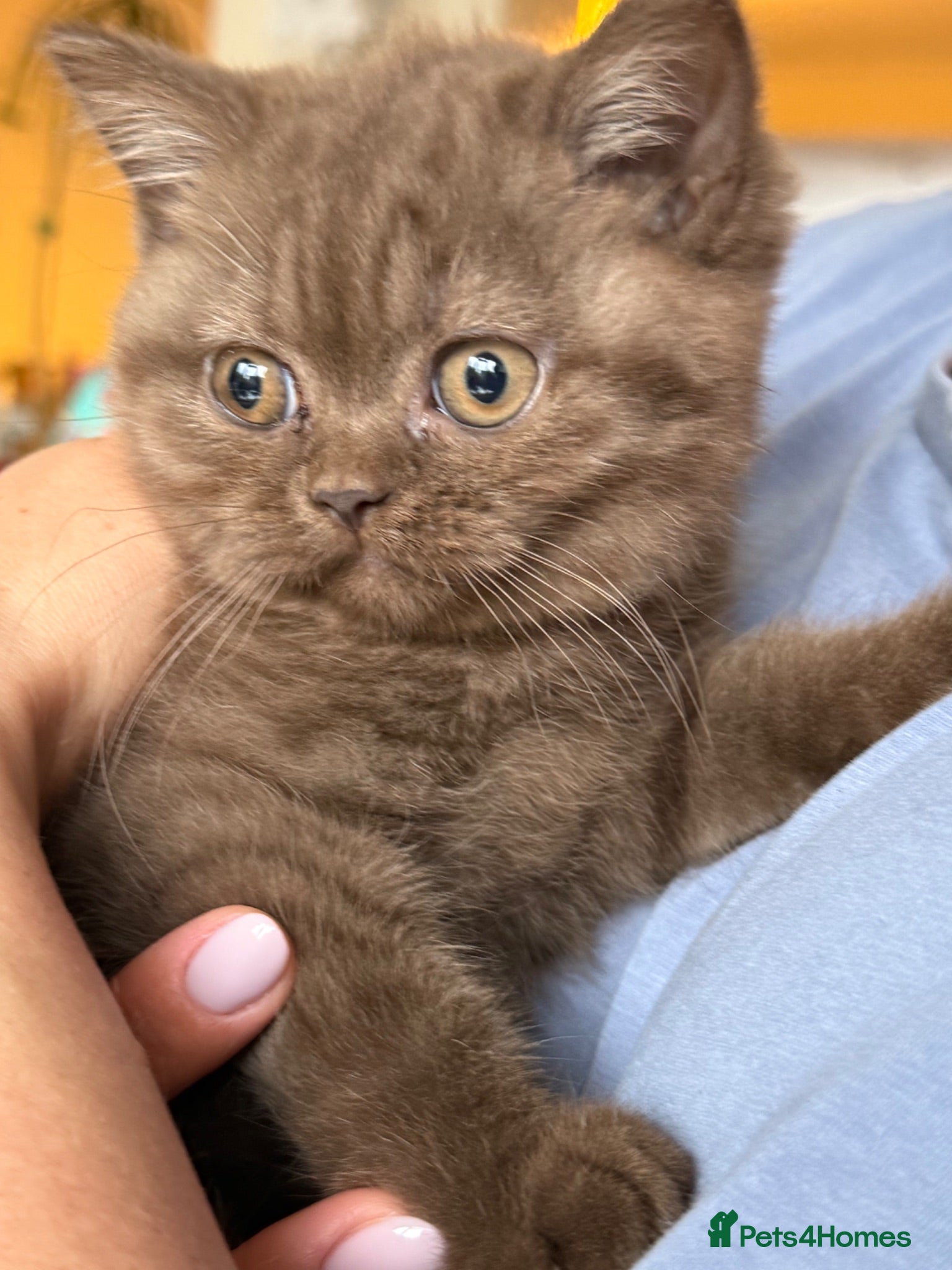 British Shorthair cats Gccf register British shorthair ready to go! - Advert 2