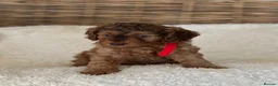 Cockapoo dogs for sale: Chocolate sable girl  - Advert 5