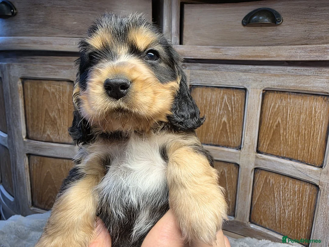 Cocker Spaniel dogs for sale: Show Cocker Spaniels - Advert 13