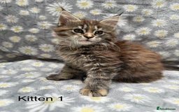 Maine Coon cats for sale: Pedigree Maine Coon Kittens - TICA Registered  - Image 3