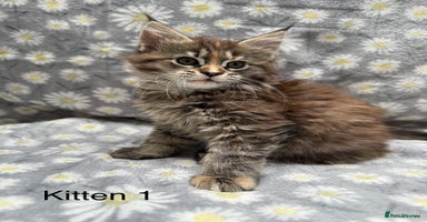 Maine Coon cats - Advert 8