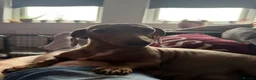 Miniature Dachshund dogs for sale: Stunning Mini Dachshund puppies for sale - Advert 35