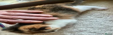 Mixed Breed 3