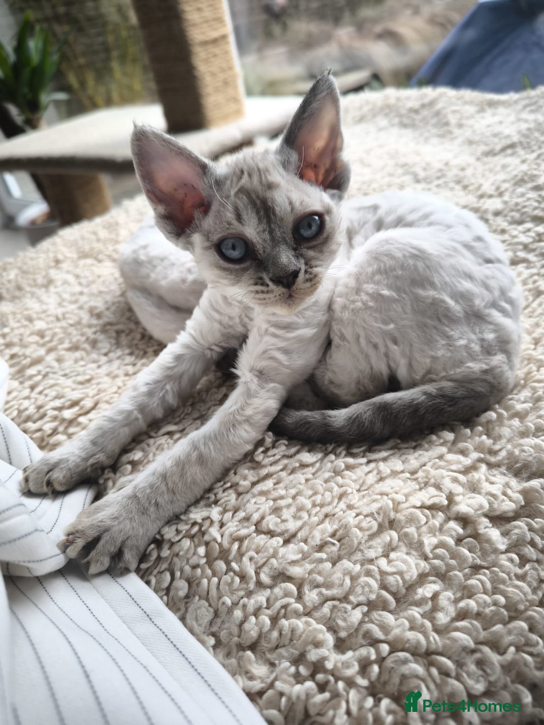 Devon Rex cats for sale: Devon Rex💕Blue Point Lynx Girl🩷Blue Point Boy💙 - Advert 3