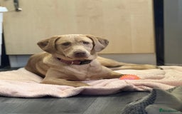 Labrador Retriever dogs for sale: Willow  - Image 2