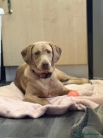 Labrador Retriever dogs - Advert 6