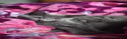 British Shorthair cats for sale: British shorthair kitten indoor litter trained  - Advert 3