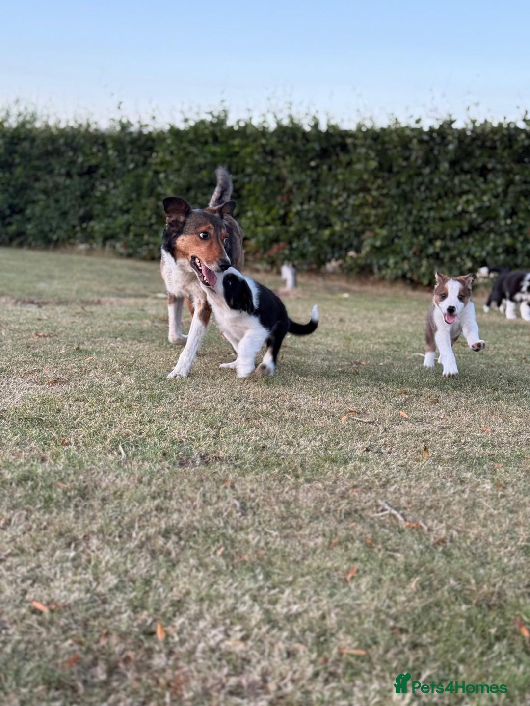 Welsh Collie dogs for sale: Beautiful Welsh Collie Puppies FOR SALE - Image 17