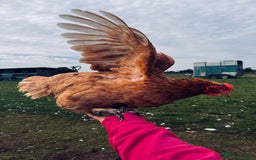 Chickens poultry for sale: Rescue Hens- collection this weekend - Image 5