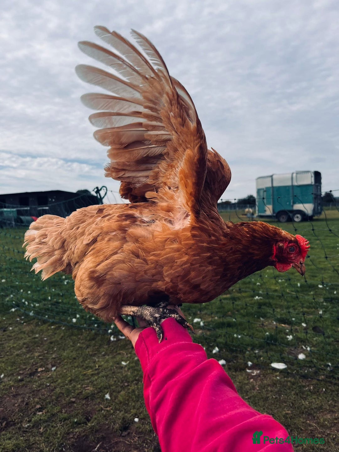 Chickens poultry for sale: Rescue Hens- collection this weekend - Image 5