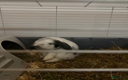 Mini Lop rabbits for sale: Mini Lop for Sale - Advert 4