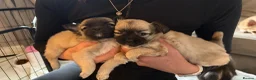 Chihuahua dogs for sale: 🐾💕 TWO BEAUTIFUL LONG-HAIRED CHIHUAHUA - Advert 1