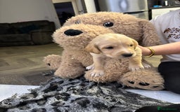 Labrador Retriever dogs for sale: Stunning lab pups - Advert 11