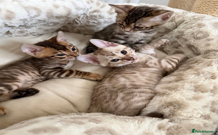 Bengal cats - Advert 7