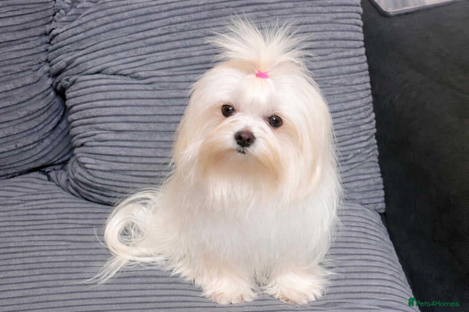 Maltese dogs Korean Maltese  - Advert 1