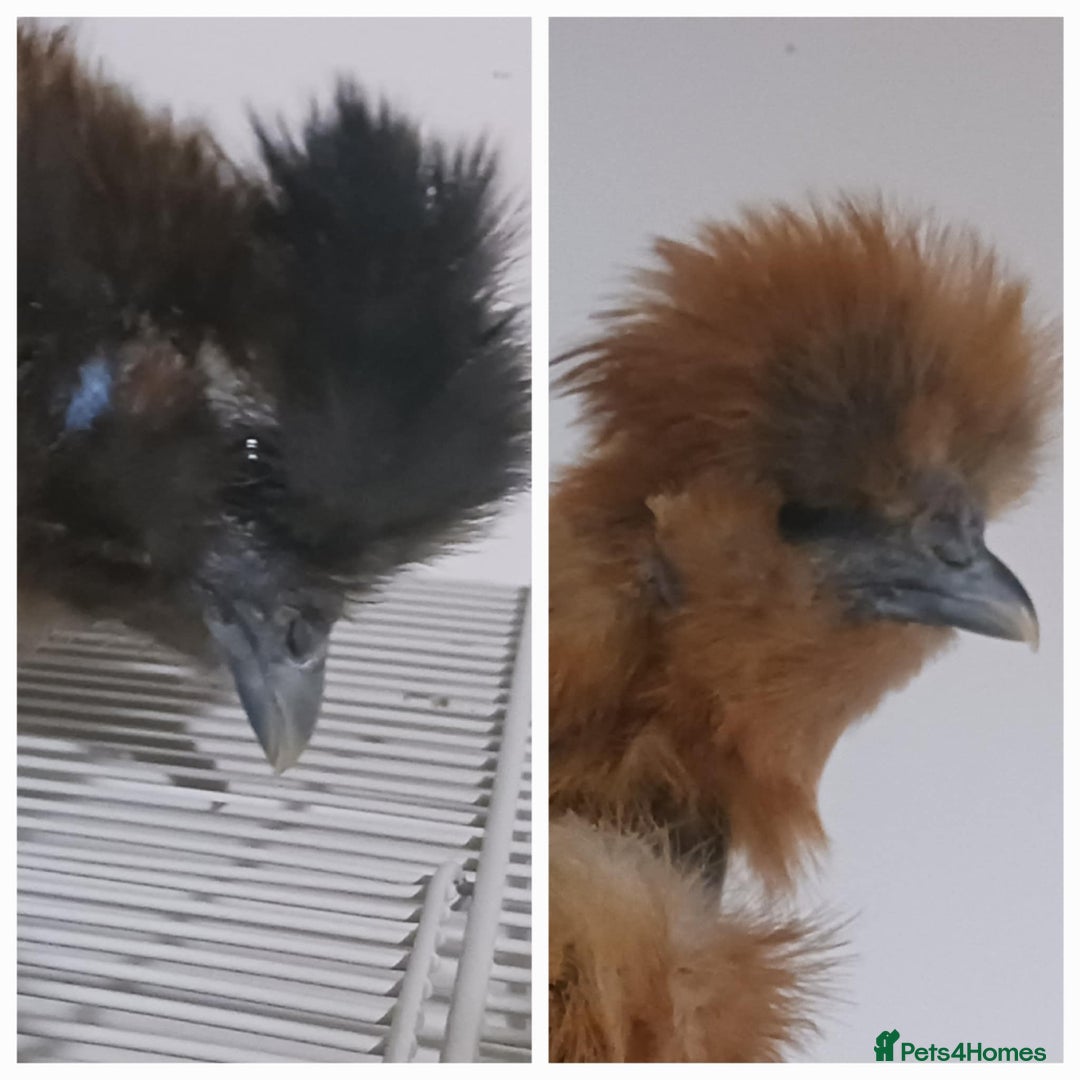 Chickens poultry for sale: 2 x Young Silkie Chickens (Roo and SR) - Advert 1