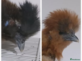 Chickens poultry 2 x Young Silkie Chickens (Roo and SR) - Advert 1