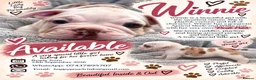 Olde English Bulldogge dogs for sale: GORGEOUS OLDE ENGLISH BULLDOGGE PUPPIES - Advert 12