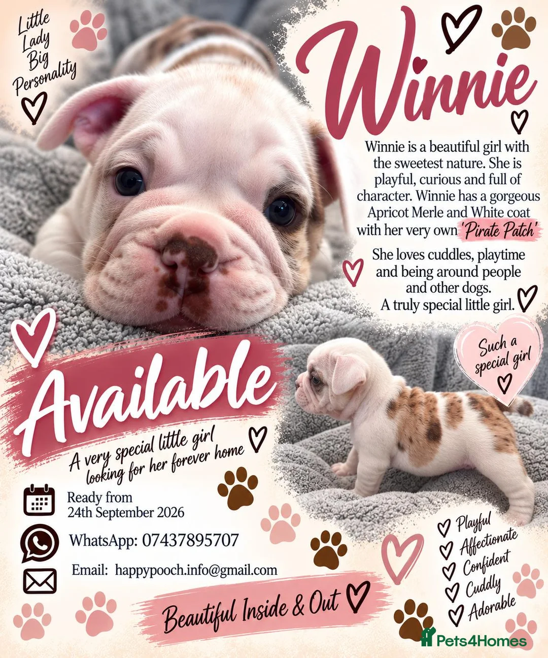 Olde English Bulldogge dogs for sale: GORGEOUS OLDE ENGLISH BULLDOGGE PUPPIES - Advert 12