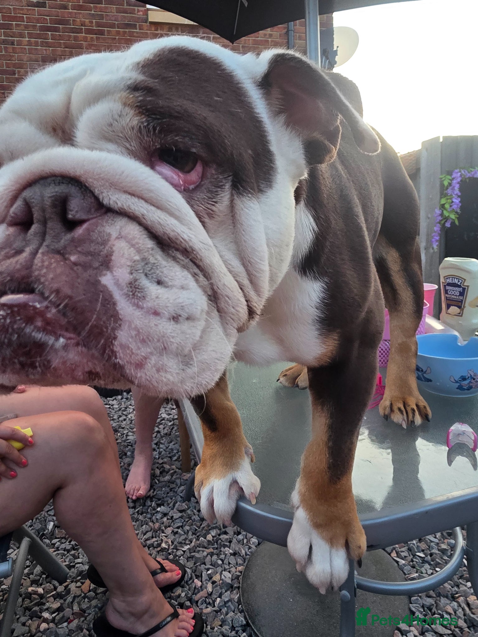 English Bulldog dogs Bulldog for sale  - Advert 1
