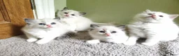 Ragdoll cats for sale: Beautiful kittens - Advert 3