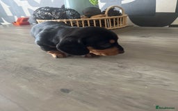 Dachshund dogs for sale: Miniature dachshunds  - Image 14