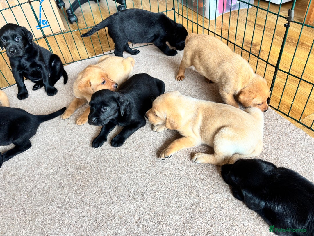Labrador Retriever dogs for sale: Beautiful KC Registered Lab Pups  - Image 16